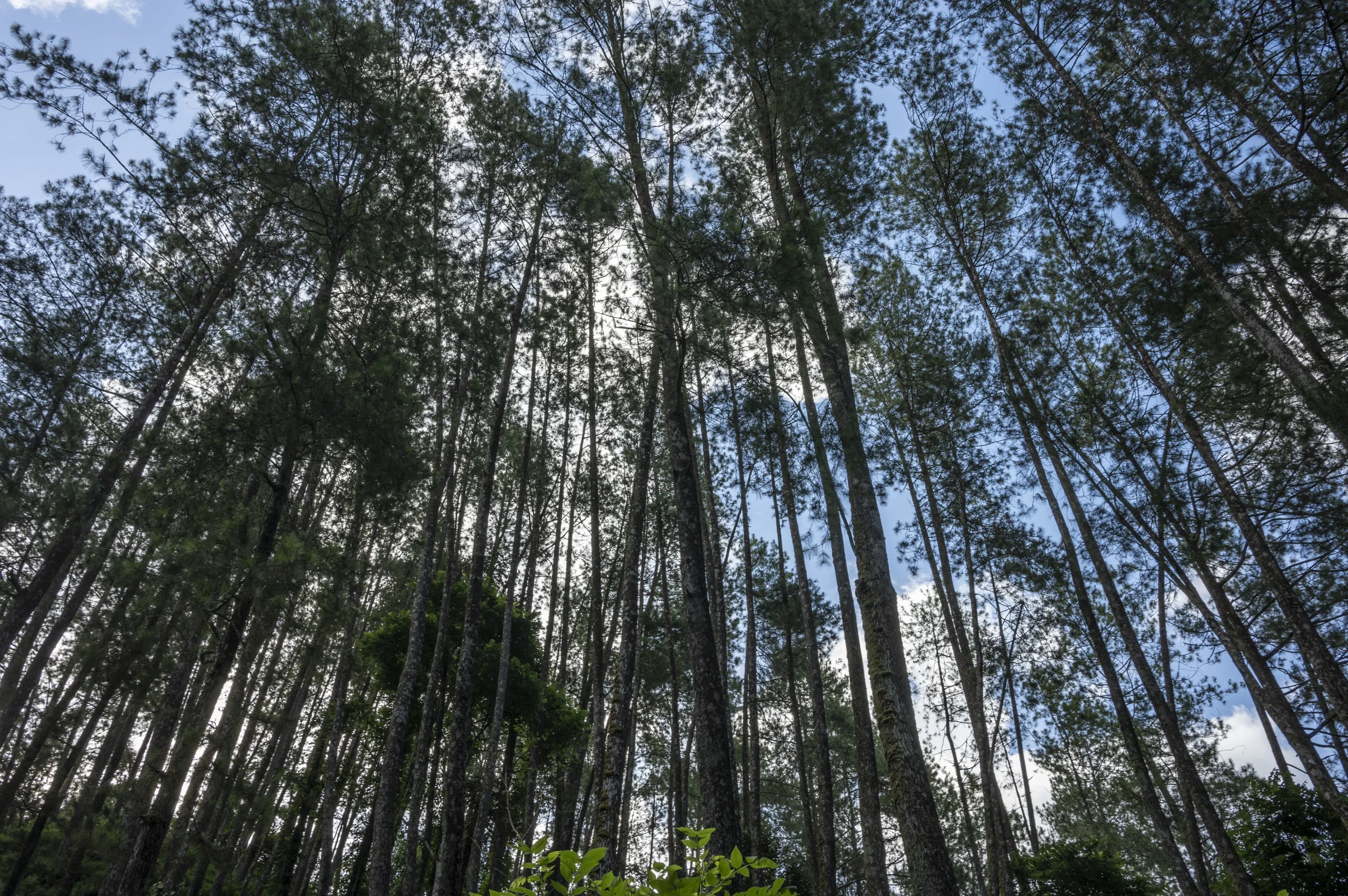 Fairtrade and Satelligence join forces to help farmers meet the EU’s tough new deforestation rules