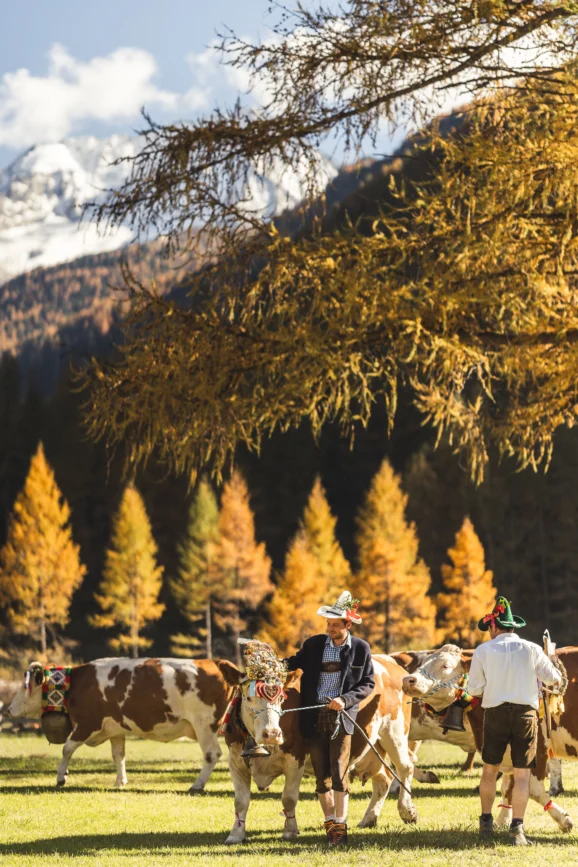 Inside South Tyrol’s award-winning Alpine retreat 4 Parade of flower crowned cows