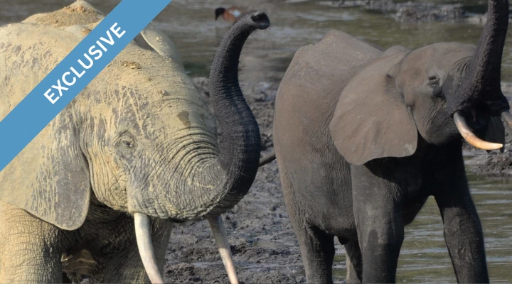 Music faces a bum note without elephant dung, new research warns