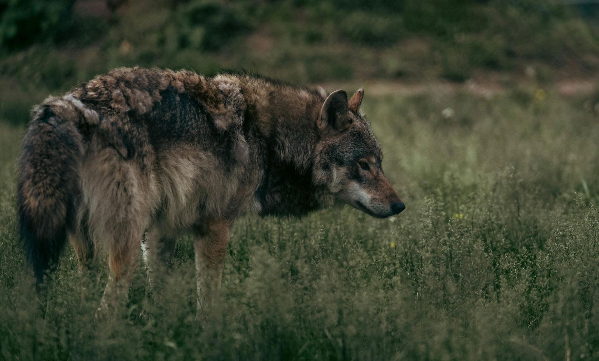 Why the countryside is far safer than we think – and why apex predators belong in it