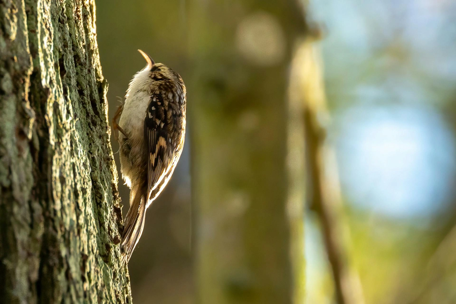 Birding tourism market set for rapid growth through 2032, report finds
